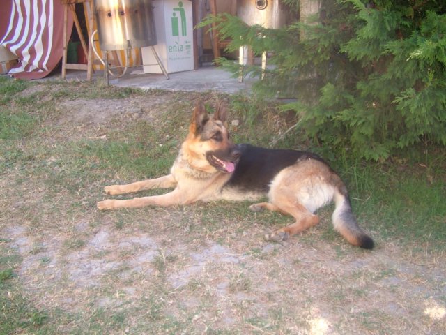 dscf0915.jpg