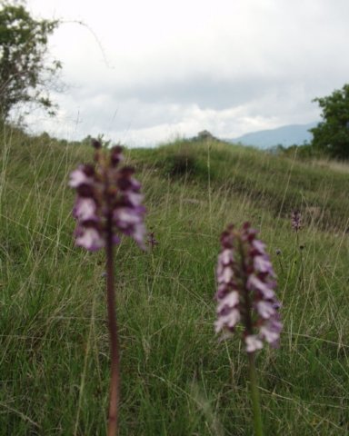 orchideecastellodirossena.jpg
