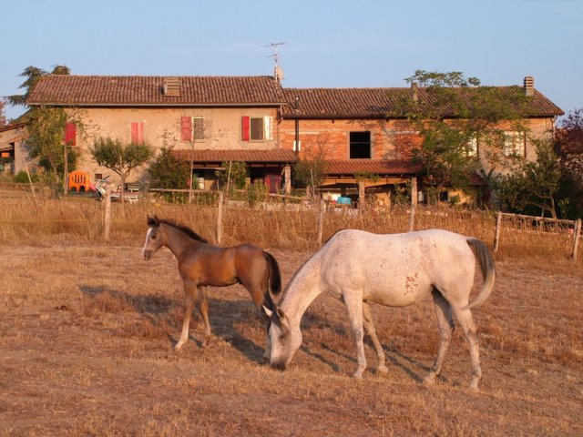 cavalliovest.jpg