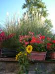 girasole_small.jpg