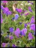 DSCF7335.JPG