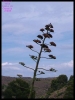 DSCF7338.JPG