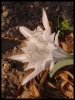 DSCF8007.JPG