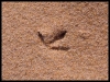 DSCF8010.JPG